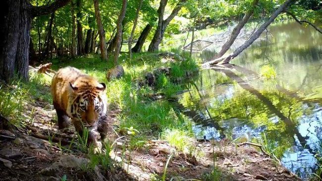 Семейство амурских тигров попало в фотоловушку на Дальнем Востоке Семейство амурских тигров попало в фотоловушку на Дальнем Востоке