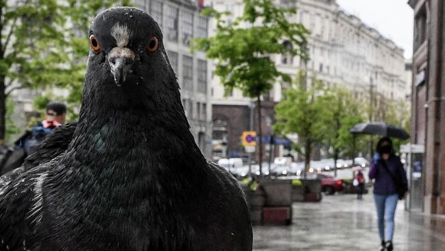 Голубь на Тверской улице в Москве. Голубь на Тверской улице в Москве.