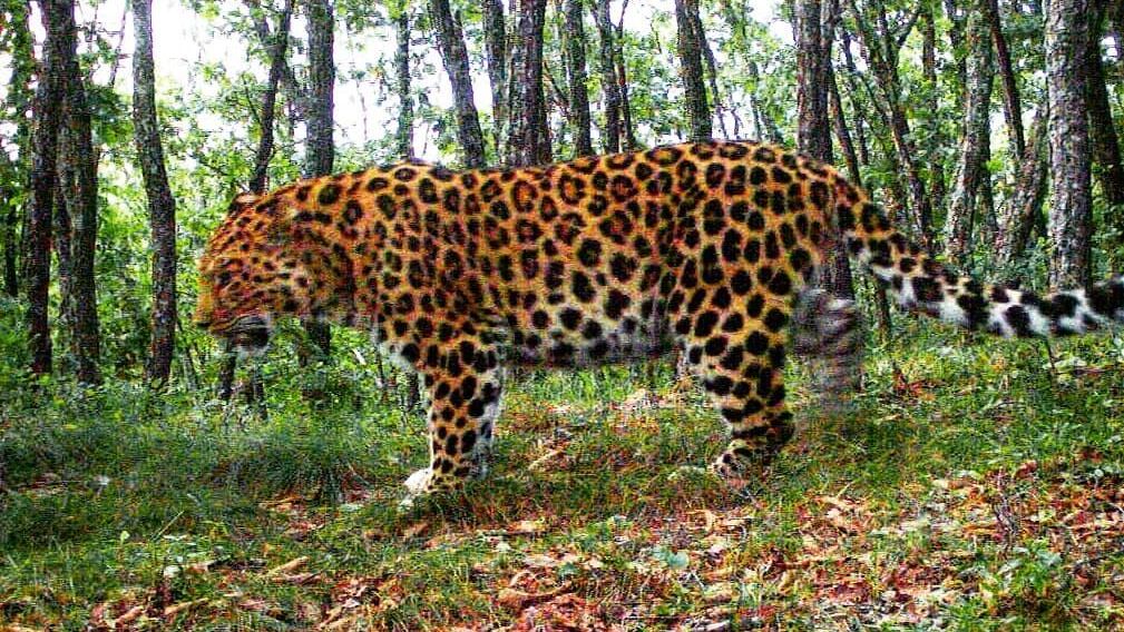 Дальневосточный леопард Leo 118M в Нацпарке Земля леопарда Дальневосточный леопард Leo 118M в Нацпарке Земля леопарда - РИА Новости, 1920, 04.07.2020
