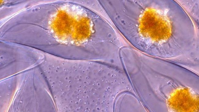 Динофлагелляты Pyrocystis lunula Динофлагелляты Pyrocystis lunula