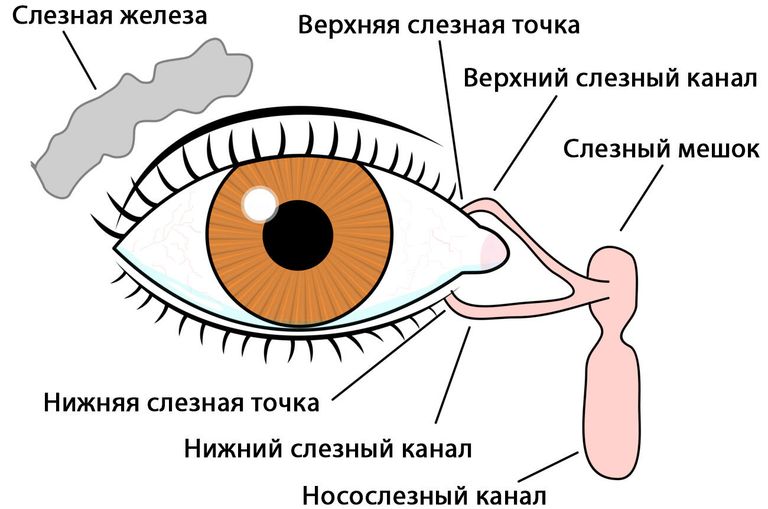 Слезный аппарат человеческого глаза
