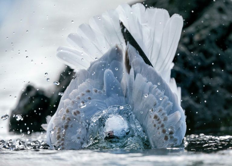Simon Runting. Работа победителя конкурса фотографии Sony Alpha Awards 2020 Simon Runting. Работа победителя конкурса фотографии Sony Alpha Awards 2020