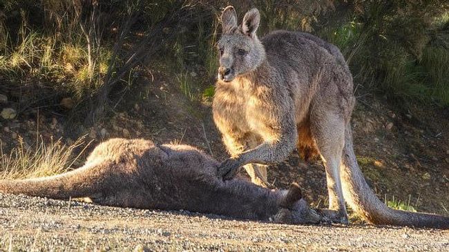 Самец кенгуру у тела погибшей самки в заповеднике Yarra Glen в Австралии Самец кенгуру у тела погибшей самки в заповеднике Yarra Glen в Австралии
