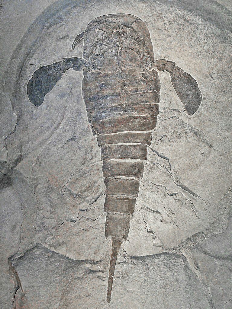 Гигантский морской скорпион Eurypterus remipes, живший 400 миллионов лет назад