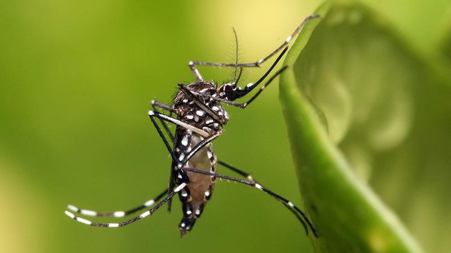 Комар желтолихорадочный Aedes aegypti Комар желтолихорадочный Aedes aegypti