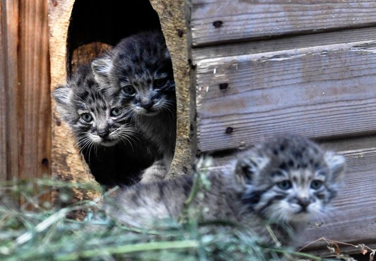 Детеныши краснокнижного манула в Новосибирском зоопарке Детеныши краснокнижного манула в Новосибирском зоопарке