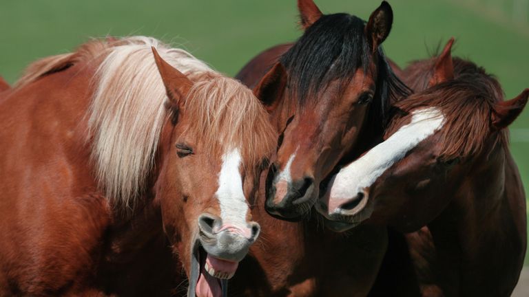 Magdalena Strakova. Работа участника конкурса Comedy Pet Photo Awards 2020 Magdalena Strakova. Работа участника конкурса Comedy Pet Photo Awards 2020