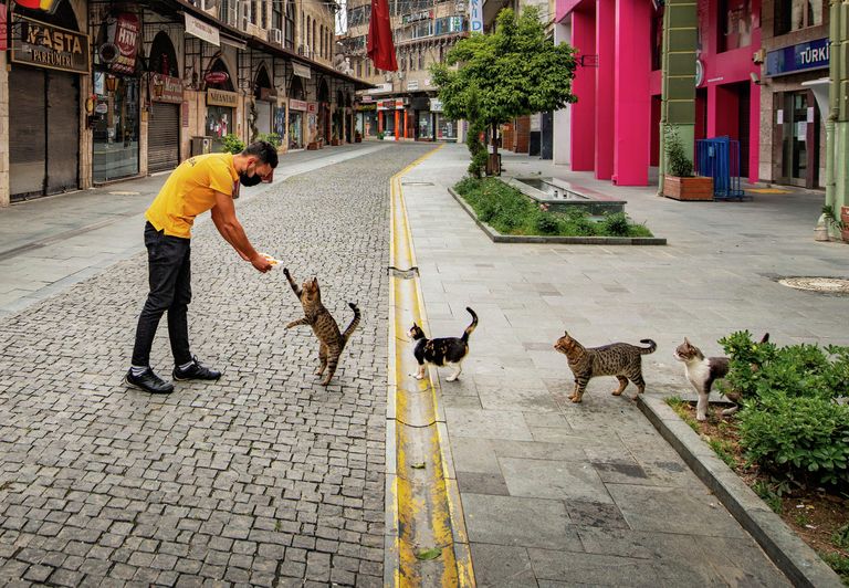 Mehmet Aslan. Работа участника конкурса Comedy Pet Photo Awards 2020 Mehmet Aslan. Работа участника конкурса Comedy Pet Photo Awards 2020