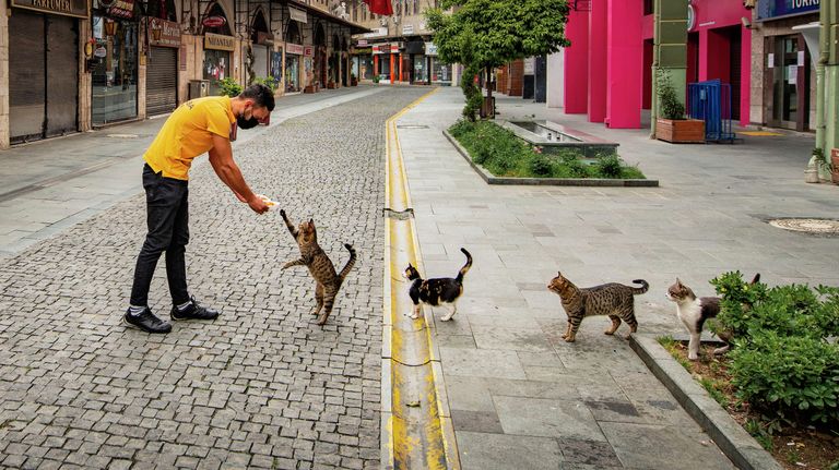 Mehmet Aslan. Работа участника конкурса Comedy Pet Photo Awards 2020 Mehmet Aslan. Работа участника конкурса Comedy Pet Photo Awards 2020