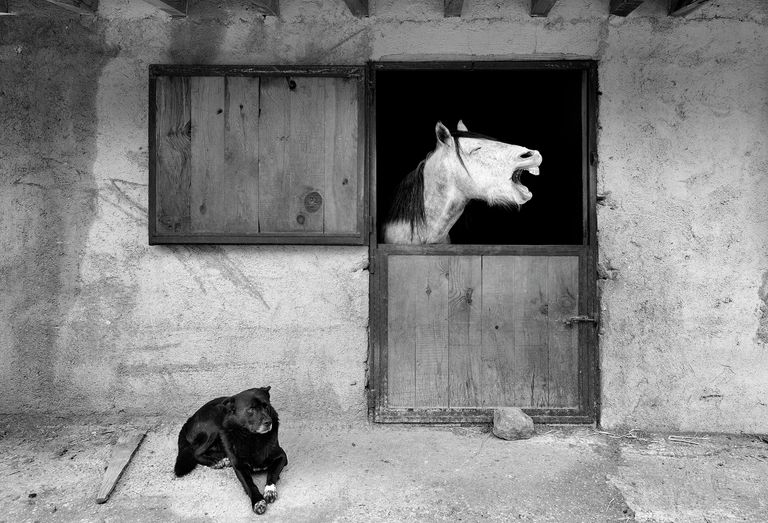 Mehmet Aslan. Работа участника конкурса Comedy Pet Photo Awards 2020 Mehmet Aslan. Работа участника конкурса Comedy Pet Photo Awards 2020