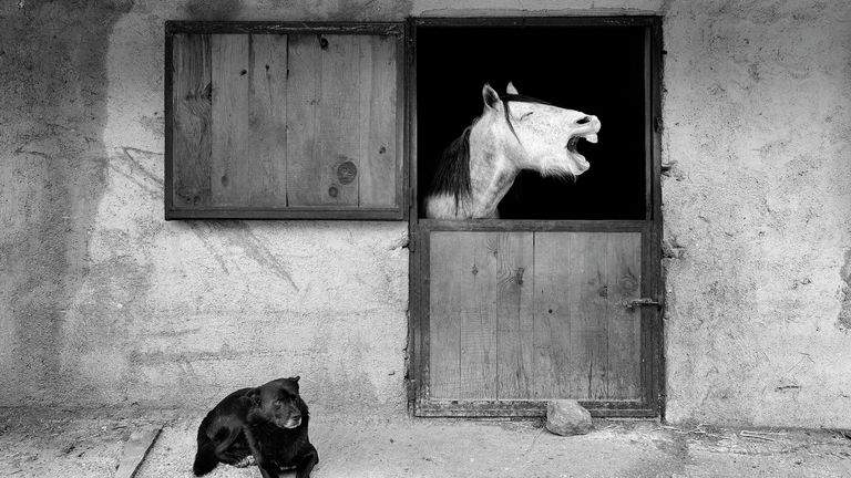 Mehmet Aslan. Работа участника конкурса Comedy Pet Photo Awards 2020 Mehmet Aslan. Работа участника конкурса Comedy Pet Photo Awards 2020