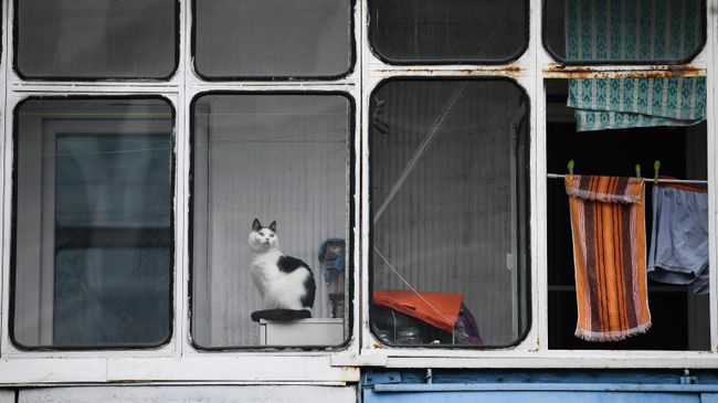 Кошка на балконе жилого дома Кошка на балконе жилого дома