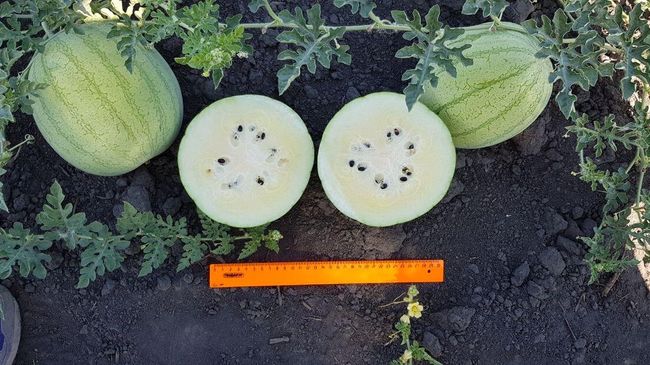 Арбузы со вкусом лайма на селекционно-семеноводческого предприятия Мастер семя в Астраханской области Арбузы со вкусом лайма на селекционно-семеноводческого предприятия Мастер семя в Астраханской области