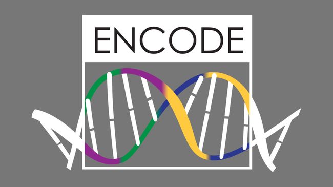 Логотип проекта ENCODE Логотип проекта ENCODE