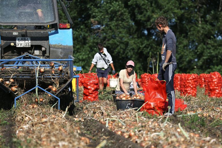 Уборка лука в фермерском хозяйстве Краснодарского края Уборка лука в фермерском хозяйстве Краснодарского края