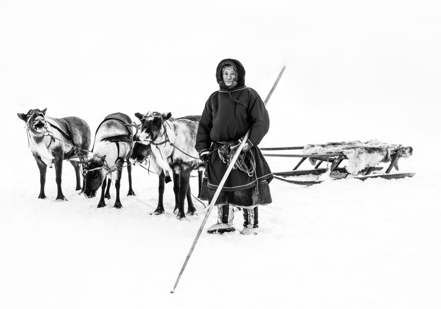 Ямал. Ненецкий оленевод Ямал. Ненецкий оленевод