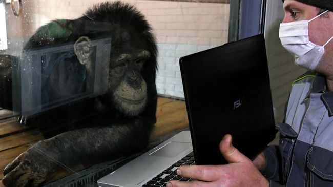 Зоолог Олег Кокарев показывает шимпанзе Анфисе фотографии на ноутбуке в парке флоры и фауны Роев ручей Зоолог Олег Кокарев показывает шимпанзе Анфисе фотографии на ноутбуке в парке флоры и фауны Роев ручей
