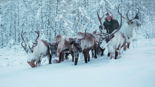 Оленевод Егор гонит оленей в лагерь Оленевод Егор гонит оленей в лагерь