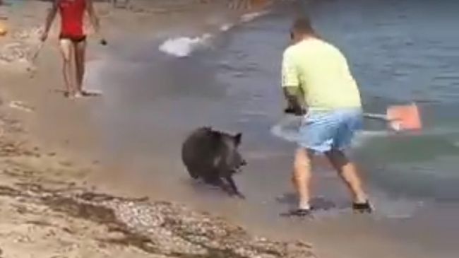 Кабан выплывает из моря Кабан выплывает из моря