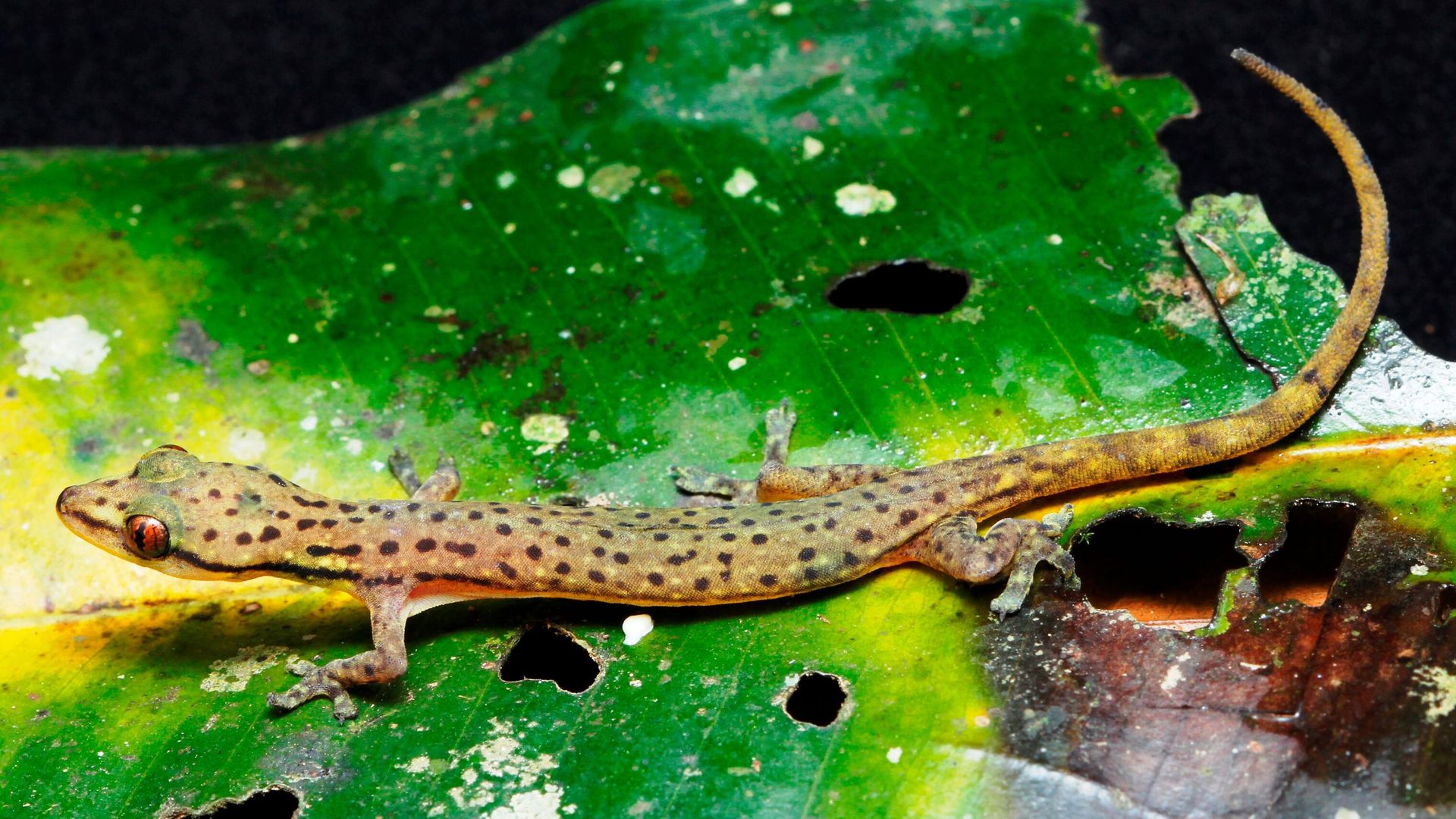 Леопардовый полулистопалый геккон Hemiphyllodactylus pardalis Леопардовый полулистопалый геккон Hemiphyllodactylus pardalis - РИА Новости, 1920, 19.08.2020