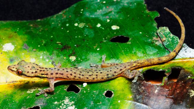 Леопардовый полулистопалый геккон Hemiphyllodactylus pardalis Леопардовый полулистопалый геккон Hemiphyllodactylus pardalis