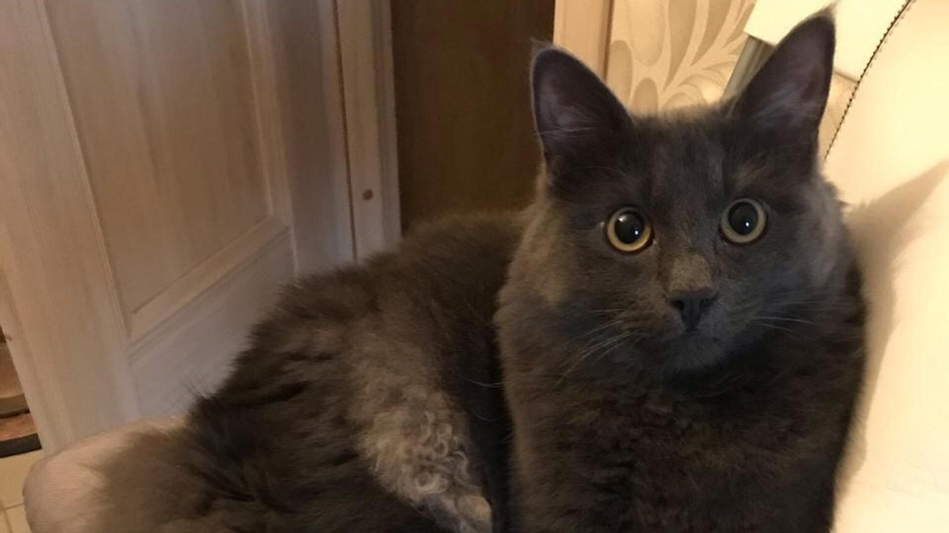 Кот Кузя, которого потеряли в аэропорту Туношна в Ярославской области Кот Кузя, которого потеряли в аэропорту Туношна в Ярославской области - РИА Новости, 1920, 18.01.2021