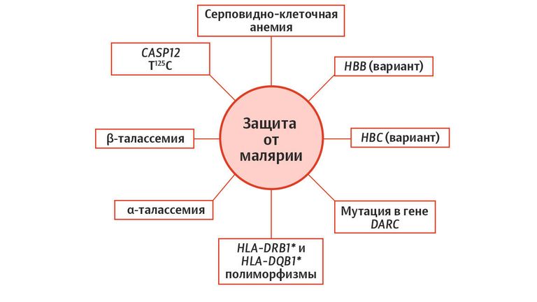 Защита от малярии Защита от малярии