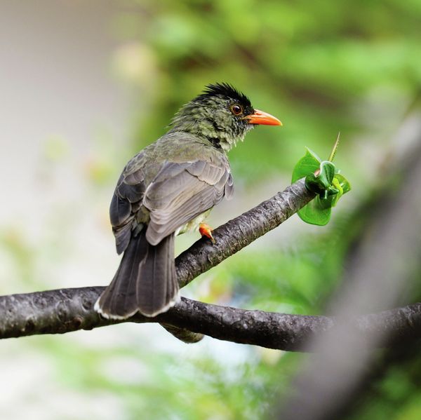 Соловей бульбуль (Hypsipetes crassirostris) на острове Ла Диг (Республика Сейшельские острова).