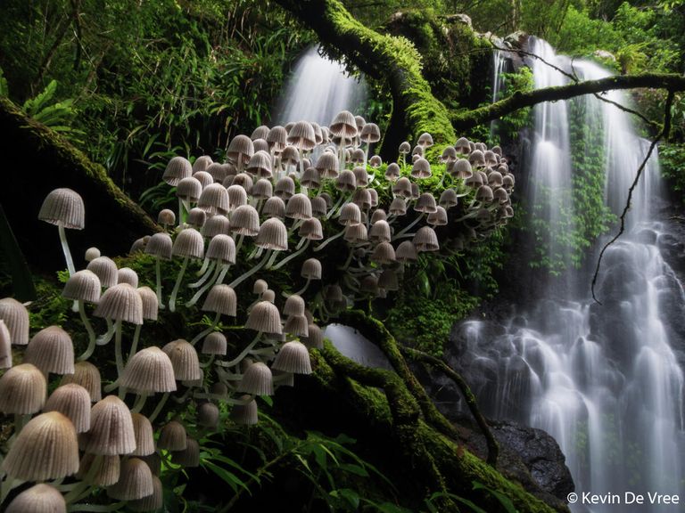 Kevin De Vree. Работа победителя конкурса Australian Geographic Nature Photographer of the Year 2020 Kevin De Vree. Работа победителя конкурса Australian Geographic Nature Photographer of the Year 2020