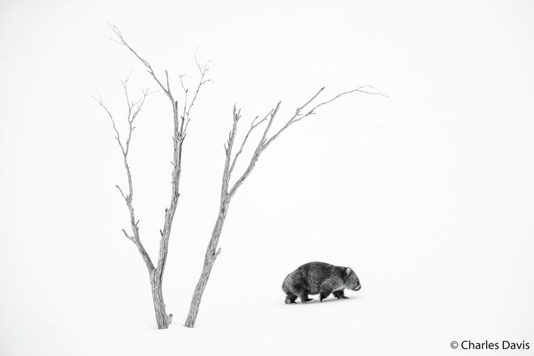 Charles Davis. Работа победителя конкурса Australian Geographic Nature Photographer of the Year 2020 Charles Davis. Работа победителя конкурса Australian Geographic Nature Photographer of the Year 2020