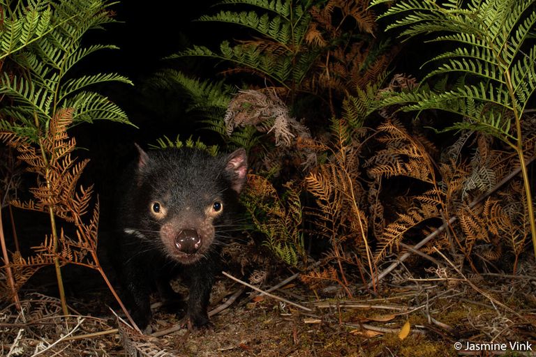 Jasmine Vink. Работа победителя конкурса Australian Geographic Nature Photographer of the Year 2020 Jasmine Vink. Работа победителя конкурса Australian Geographic Nature Photographer of the Year 2020