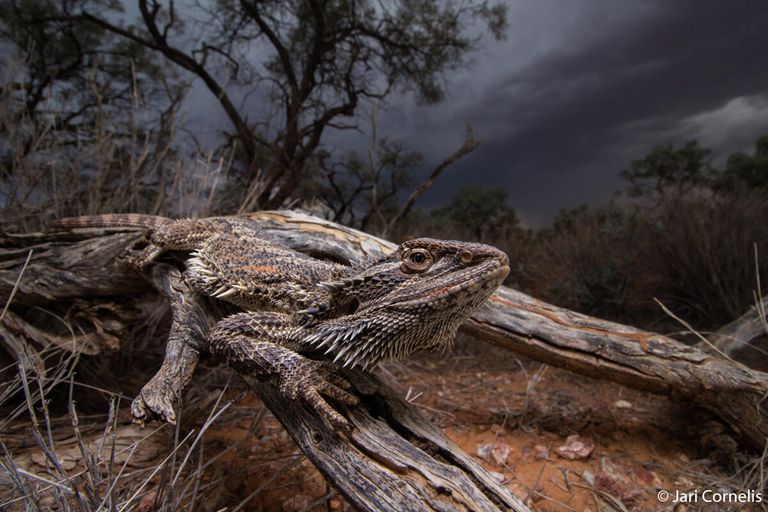 Jari Cornelis. Работа победителя конкурса Australian Geographic Nature Photographer of the Year 2020 Jari Cornelis. Работа победителя конкурса Australian Geographic Nature Photographer of the Year 2020