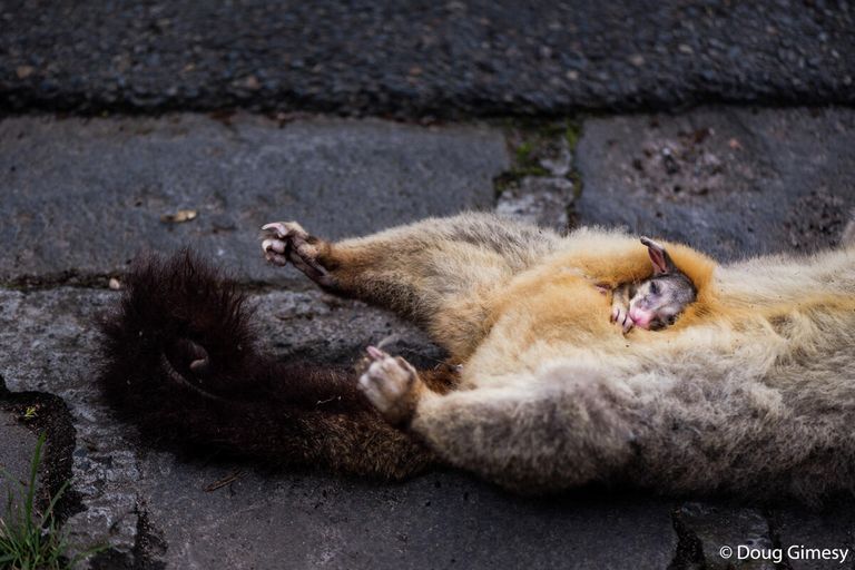 Doug Gimesy. Работа победителя конкурса Australian Geographic Nature Photographer of the Year 2020 Doug Gimesy. Работа победителя конкурса Australian Geographic Nature Photographer of the Year 2020