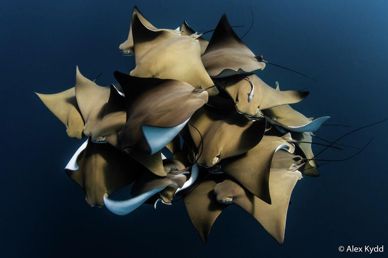 Alex Kydd. Работа победителя конкурса Australian Geographic Nature Photographer of the Year 2020 Alex Kydd. Работа победителя конкурса Australian Geographic Nature Photographer of the Year 2020