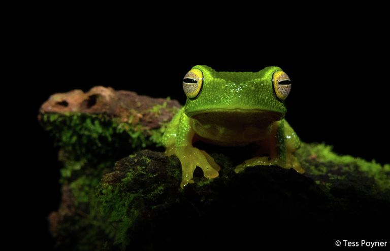 Tess Poyner. Работа победителя конкурса Australian Geographic Nature Photographer of the Year 2020 Tess Poyner. Работа победителя конкурса Australian Geographic Nature Photographer of the Year 2020