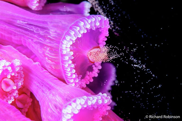 Richard Robinson. Работа победителя конкурса Australian Geographic Nature Photographer of the Year 2020 Richard Robinson. Работа победителя конкурса Australian Geographic Nature Photographer of the Year 2020