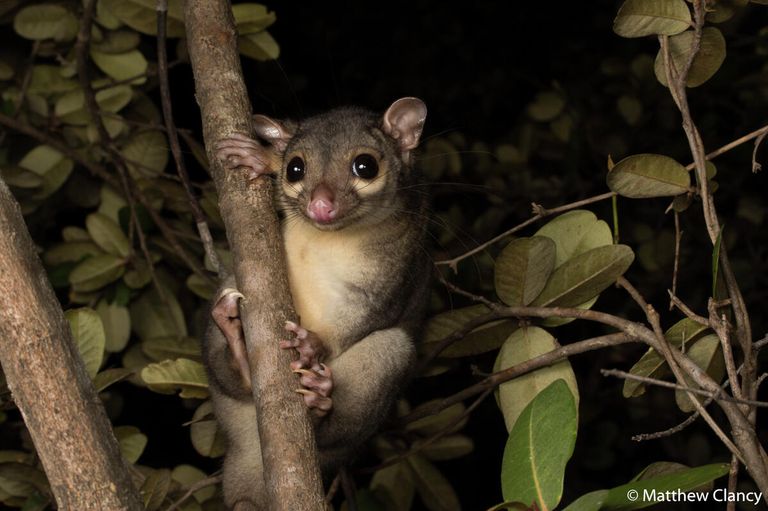 Matthew Clancy. Работа победителя конкурса Australian Geographic Nature Photographer of the Year 2020 Matthew Clancy. Работа победителя конкурса Australian Geographic Nature Photographer of the Year 2020