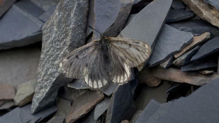 Новый подвид аполлона арктического Parnassius arcticus arbugaevi Новый подвид аполлона арктического Parnassius arcticus arbugaevi - РИА Новости, 1920, 09.09.2020