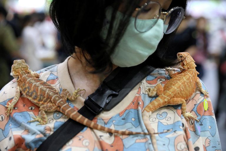 Женщина с гекконами на выставке Pet Expo Thailand в Бангкоке Женщина с гекконами на выставке Pet Expo Thailand в Бангкоке