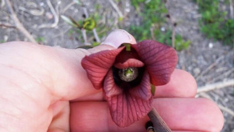 Цветение азимины Цветение азимины