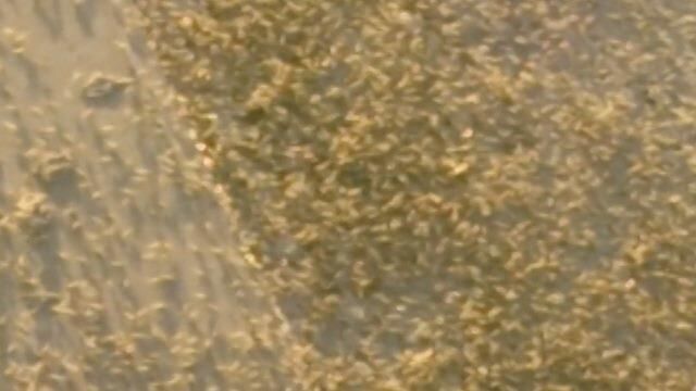 На Красноярск напали полчища тли На Красноярск напали полчища тли - РИА Новости, 1920, 15.09.2020