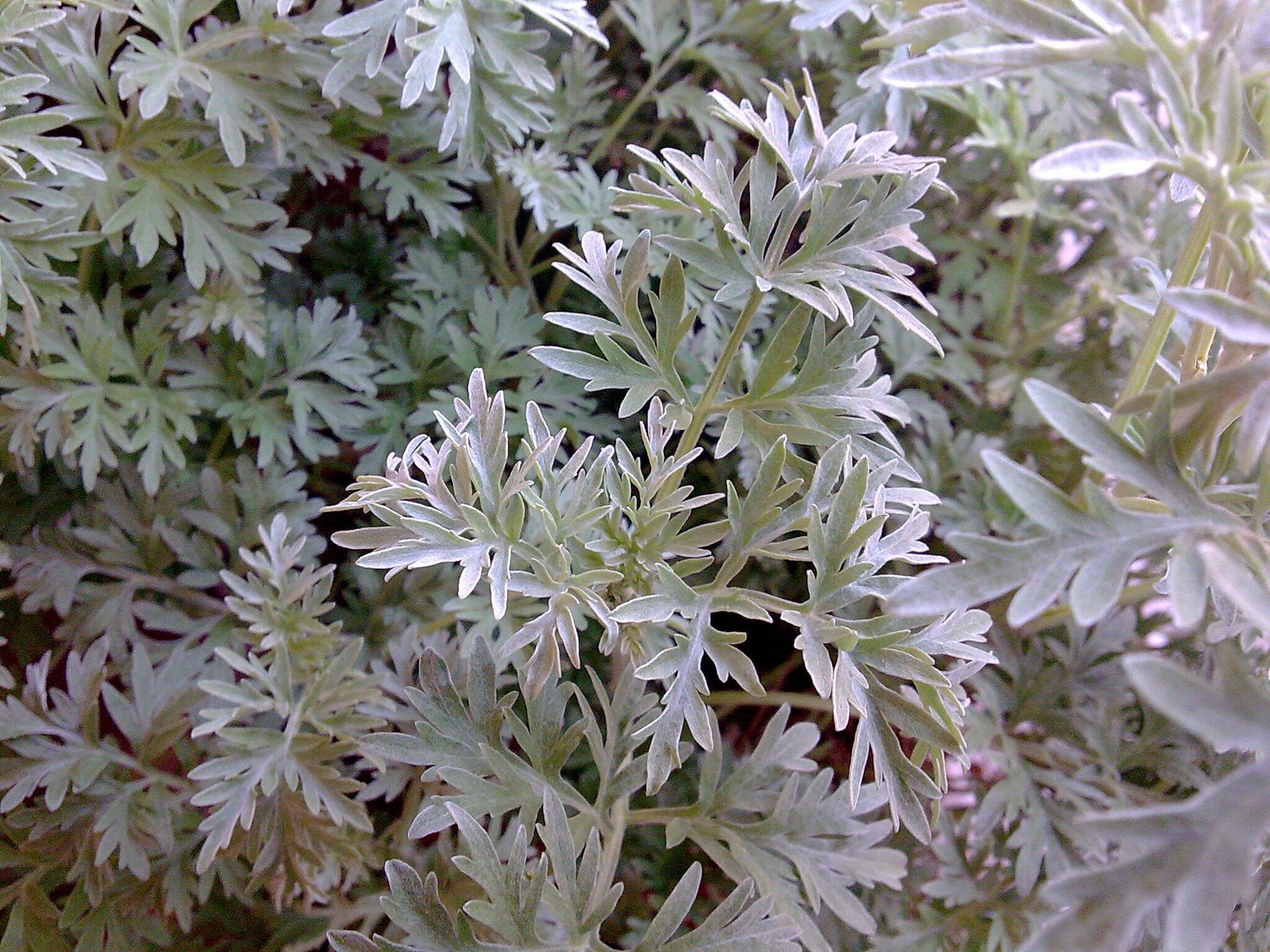 Полынь горькая (Artemisia absinthium) - РИА Новости, 1920, 01.07.2026