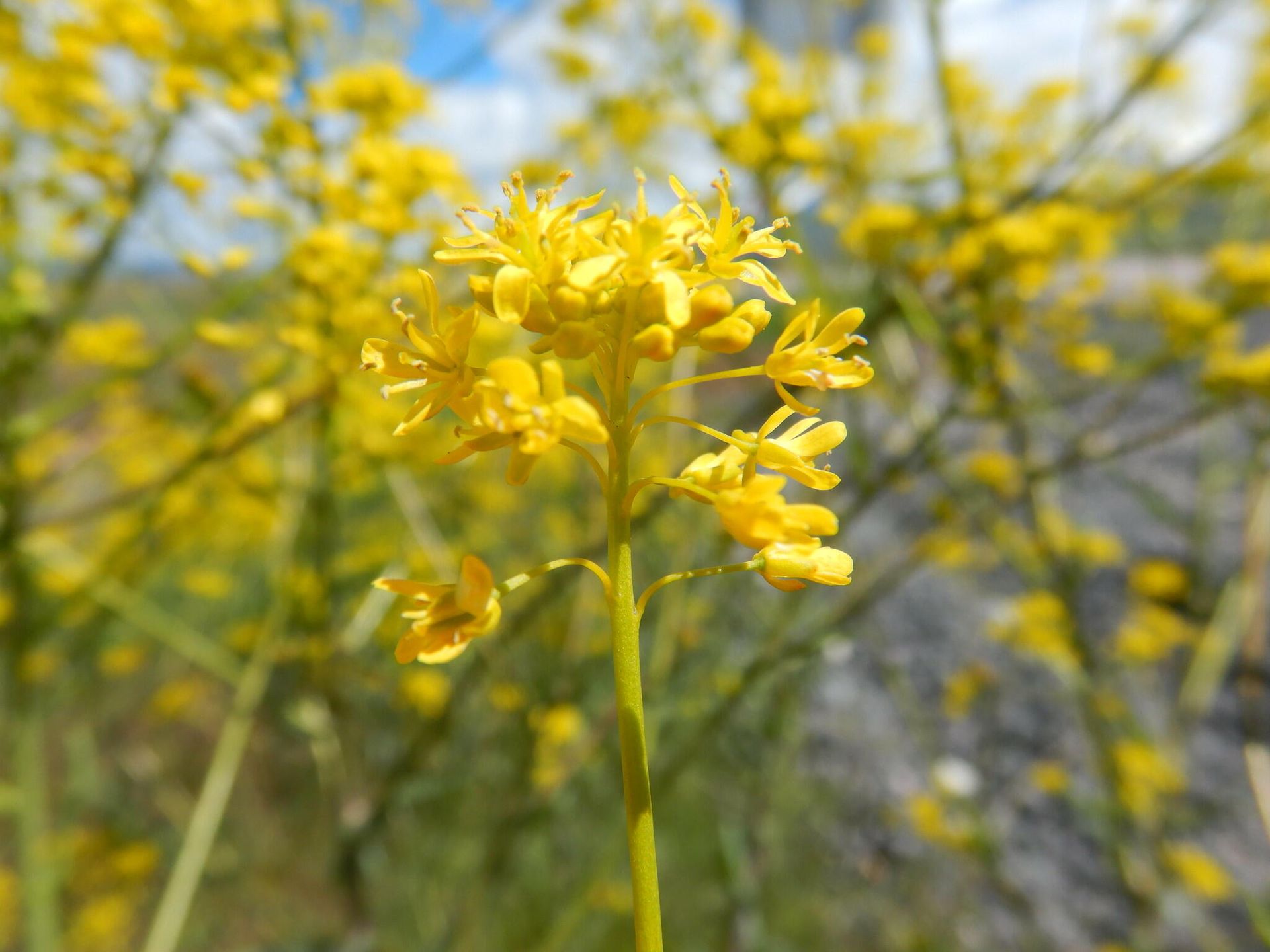 Вайда красильная (Isatis tinctoria) Вайда красильная (Isatis tinctoria) - РИА Новости, 1920, 02.10.2020