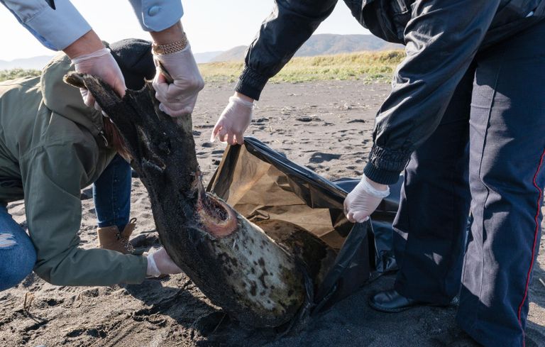 На Камчатке тысячи морских животных выбросились на берег На Камчатке тысячи морских животных выбросились на берег
