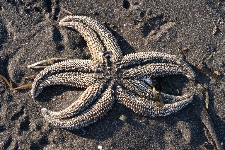 Выброшенная на берег Авачинской губы морская звезда Выброшенная на берег Авачинской губы морская звезда