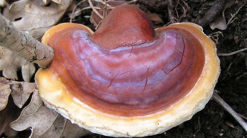 Трутовик лакированный Ganoderma lucidum Трутовик лакированный Ganoderma lucidum - РИА Новости, 1920, 08.10.2020