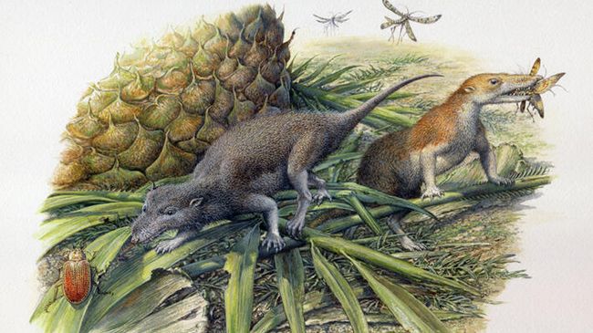 Первые млекопитающие: Morganucodon (слева) и Kuehneotherium (справа)