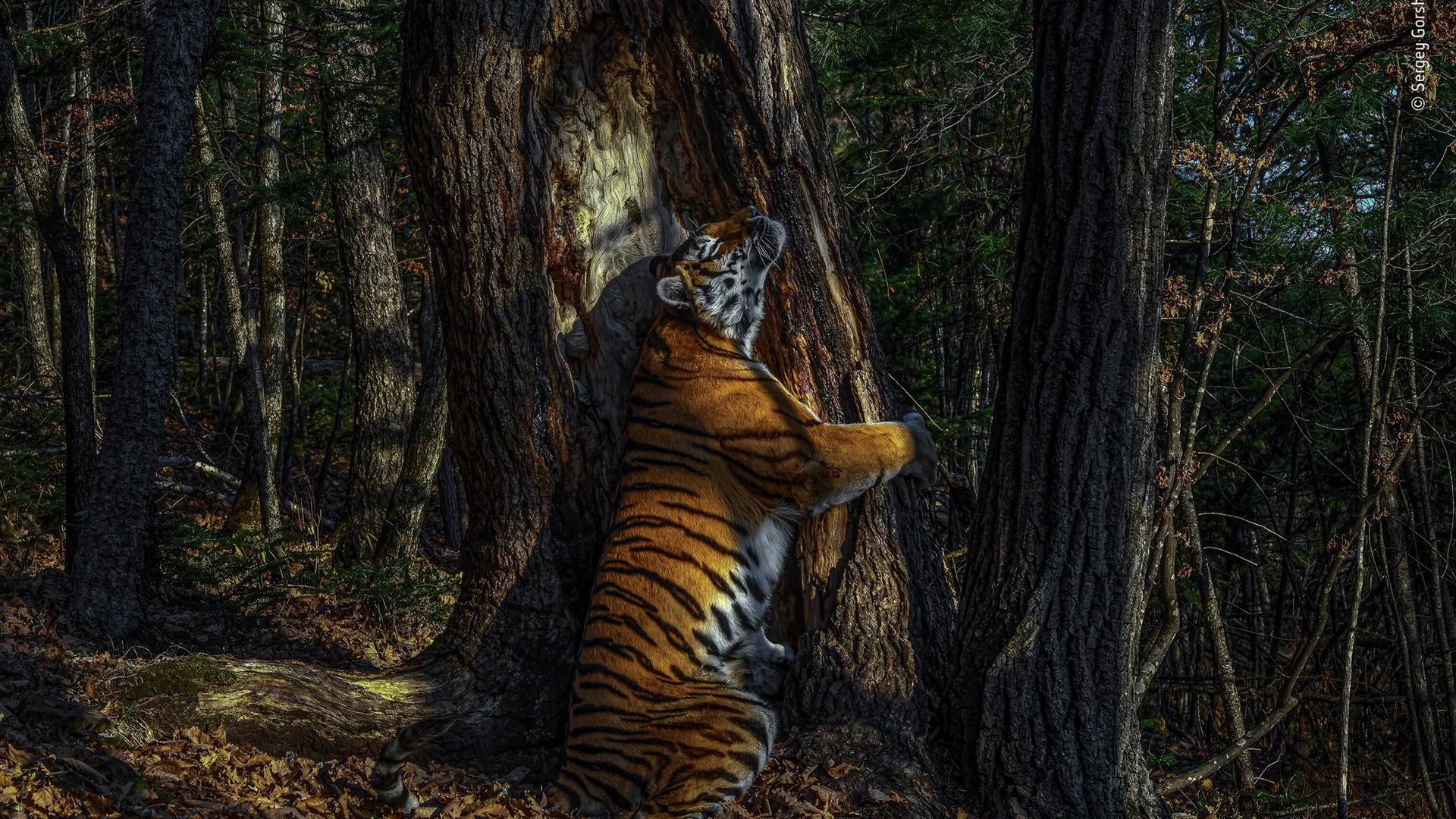 Объятия. Сергей Горшков. Лучшая фотография конкурса Wildlife Photographer of the Year 2020 - РИА Новости, 1920, 07.11.2020