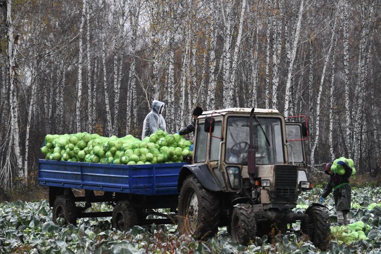 Уборка урожая белокочанной капусты Уборка урожая белокочанной капусты