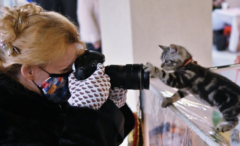 Фотограф снимает котенка породы скоттиш-страйт (шотландская прямоухая) на выставке КоШарики-Шоу в Москве Фотограф снимает котенка породы скоттиш-страйт (шотландская прямоухая) на выставке КоШарики-Шоу в Москве